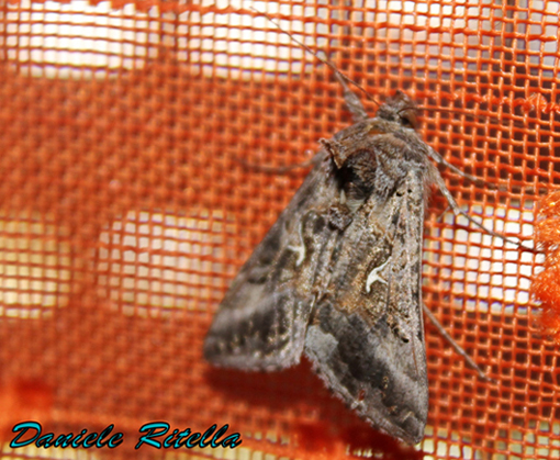 Altra richiesta di identificazione!